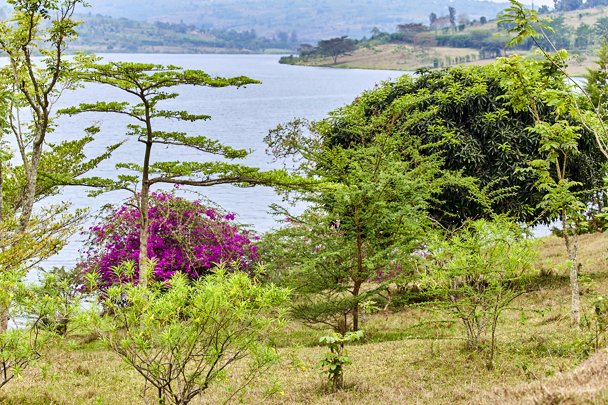 © All Rights Reserved - 2019-08-22 13:05:15 f/7.1 1/160sec ISO-100 100mm - Rwanda, Lac Muhazi