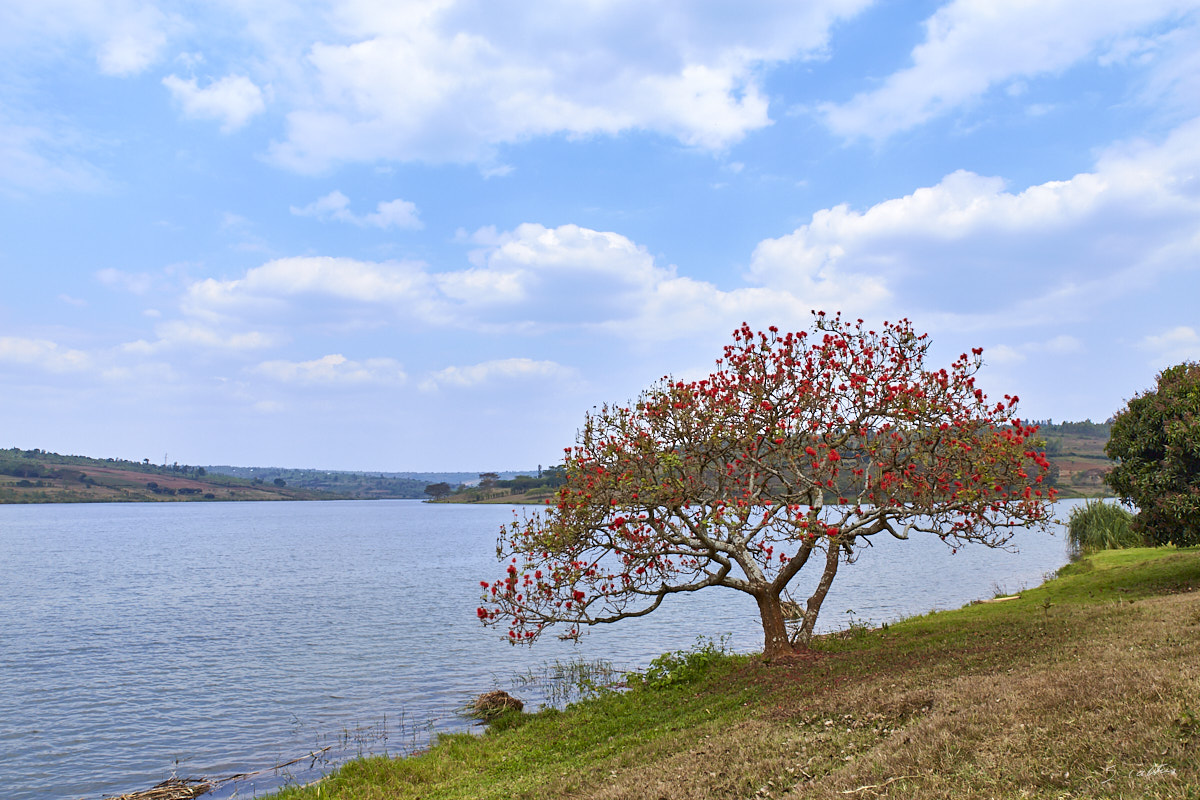 © All Rights Reserved - 2019-08-22 13:16:36 f/8 1/500sec ISO-160 24mm - Rwanda, Lac Muhazi