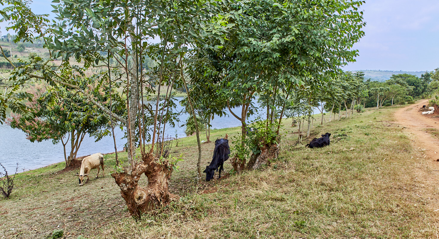 © All Rights Reserved - 2019-08-22 13:24:31 f/8 1/100sec ISO-160 24mm - Rwanda, Lac Muhazi