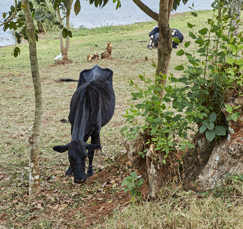 © All Rights Reserved - 2019-08-22 13:24:43 f/8 1/50sec ISO-160 70mm - Rwanda, Lac Muhazi