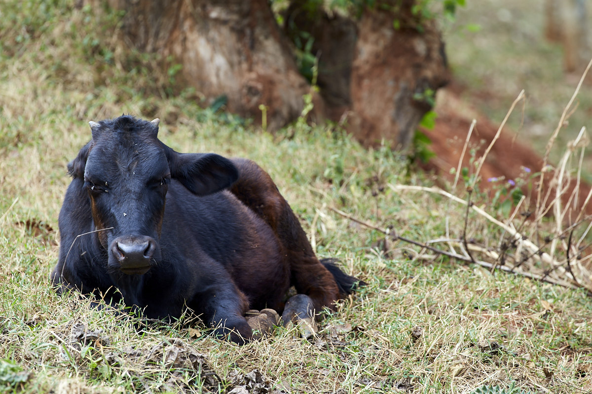 © All Rights Reserved - 2019-08-22 13:30:51 f/8 1/80sec ISO-160 400mm - Rwanda, Lac Muhazi