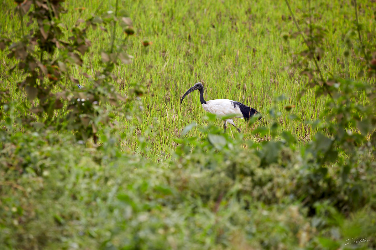 © All Rights Reserved - 2019-08-22 15:49:25 f/8 1/200sec ISO-160 400mm - Rwanda, autour du Lac Mugesera