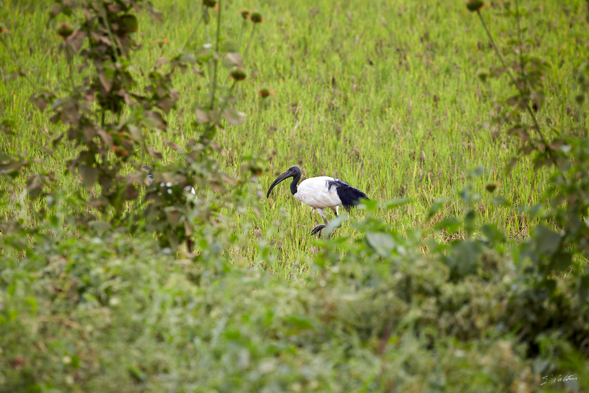 © All Rights Reserved - 2019-08-22 15:49:26 f/8 1/200sec ISO-160 400mm - Rwanda, autour du Lac Mugesera