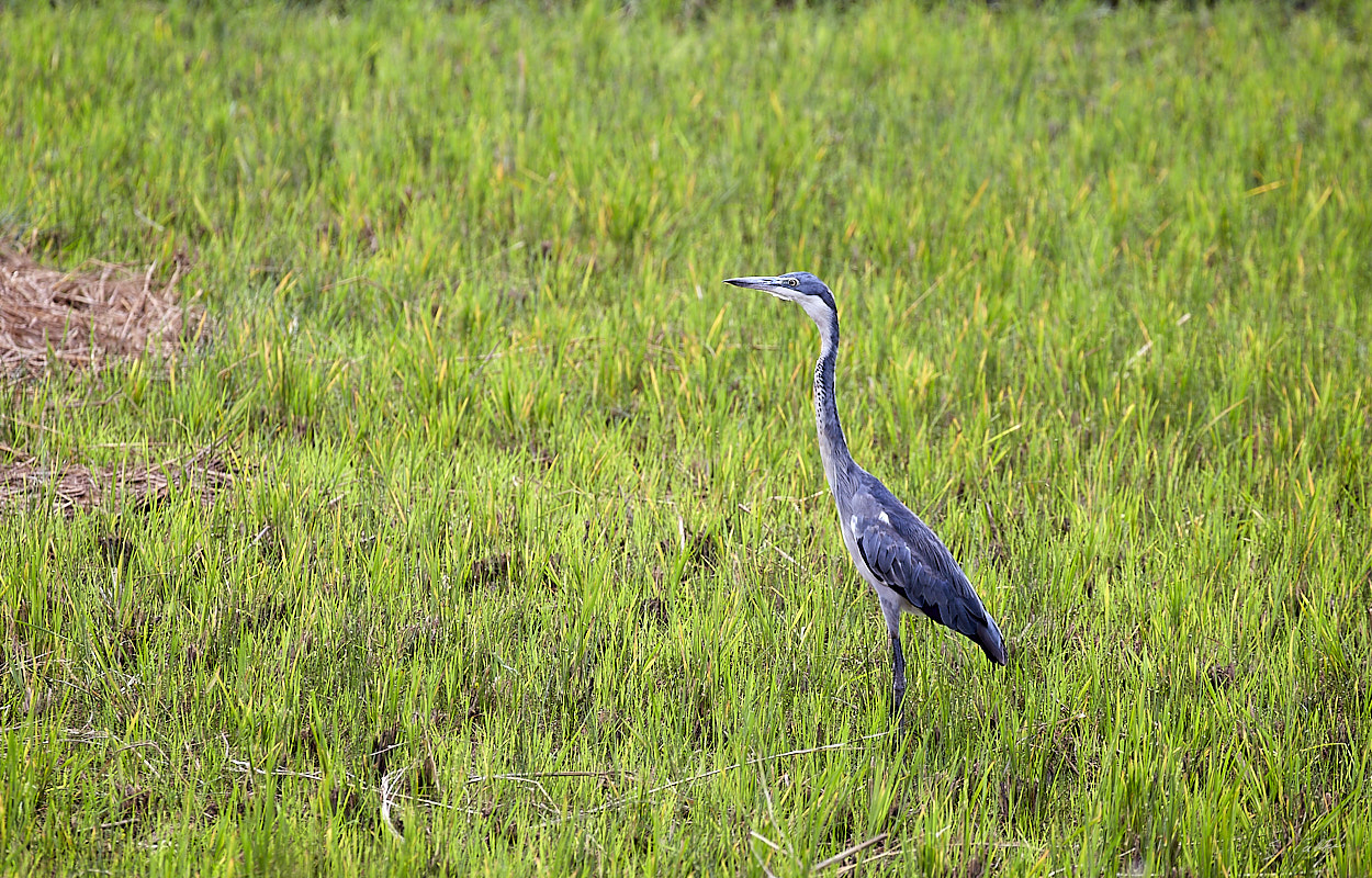 © All Rights Reserved - 2019-08-22 15:49:37 f/8 1/160sec ISO-160 400mm - Rwanda, autour du Lac Mugesera