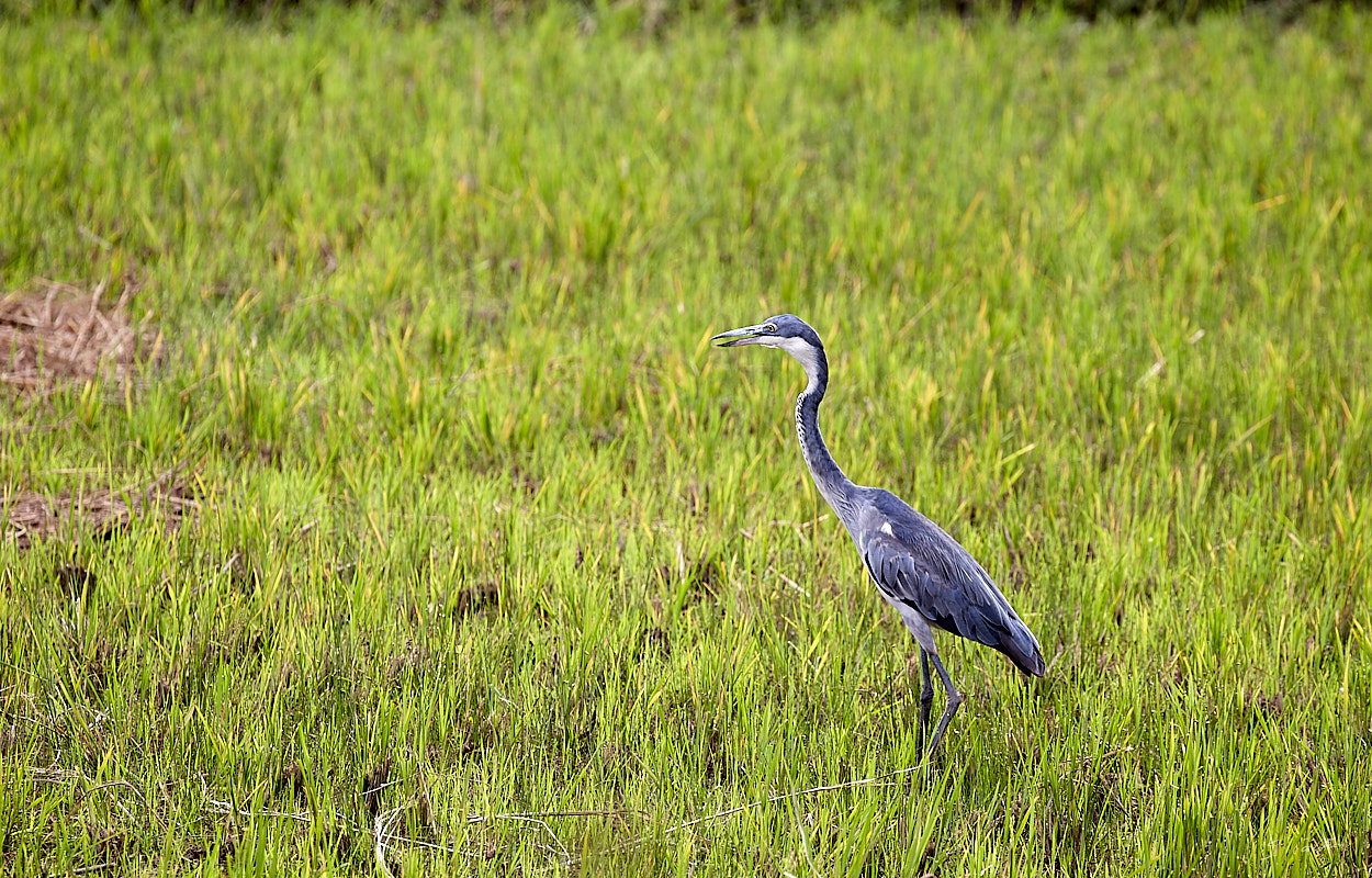 © All Rights Reserved - 2019-08-22 15:50:06 f/8 1/160sec ISO-160 400mm - Rwanda, autour du Lac Mugesera