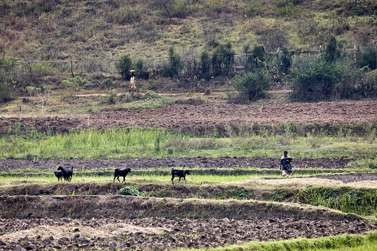 © All Rights Reserved - 2019-08-22 15:50:49 f/8 1/125sec ISO-160 400mm - Rwanda, autour du Lac Mugesera