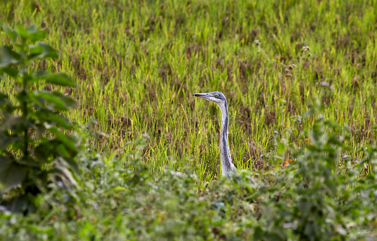 © All Rights Reserved - 2019-08-22 15:55:12 f/10 1/100sec ISO-160 400mm - Rwanda, autour du Lac Mugesera