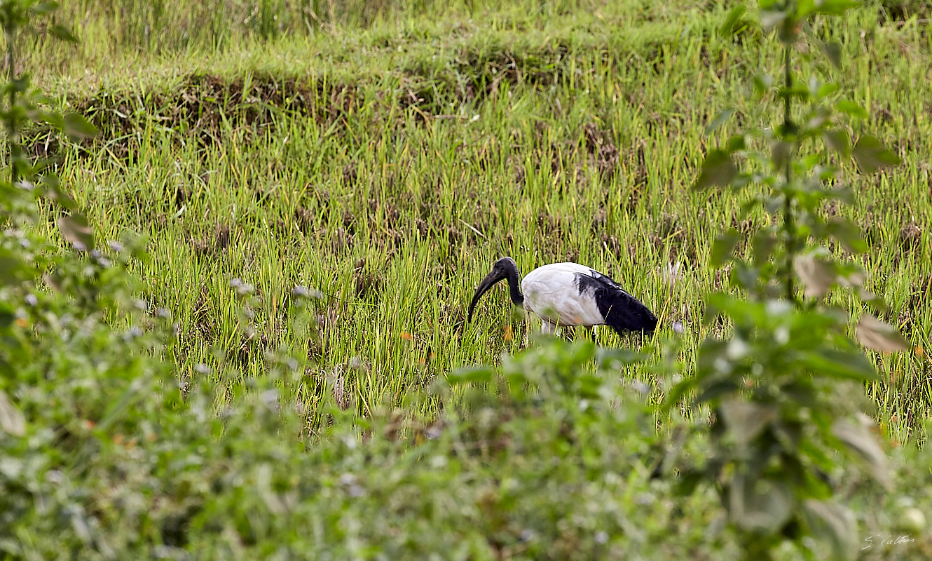 © All Rights Reserved - 2019-08-22 15:55:32 f/10 1/100sec ISO-160 400mm - Rwanda, autour du Lac Mugesera