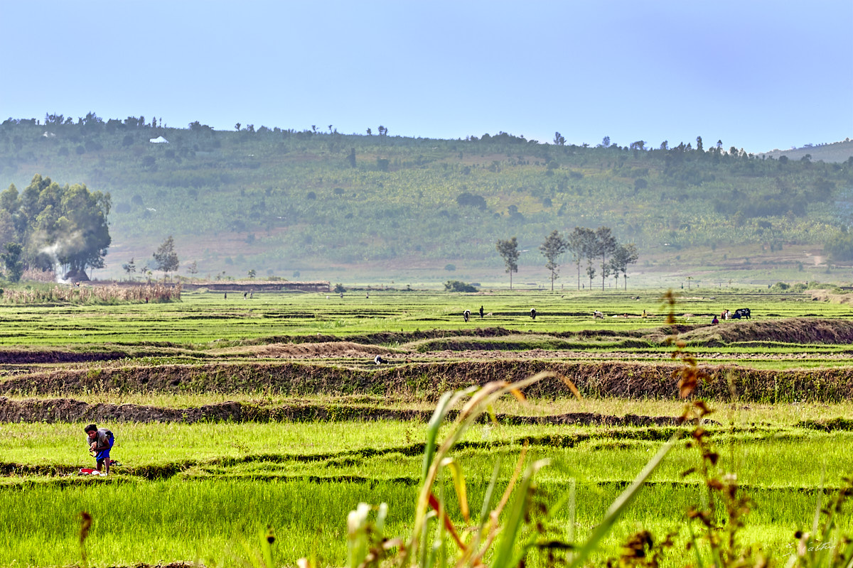 © All Rights Reserved - 2019-08-22 15:56:05 f/10 1/160sec ISO-160 214mm - Rwanda, autour du Lac Mugesera