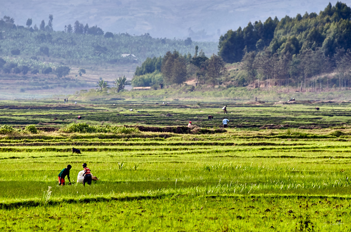 © All Rights Reserved - 2019-08-22 15:57:05 f/10 1/160sec ISO-160 400mm - Rwanda, autour du Lac Mugesera