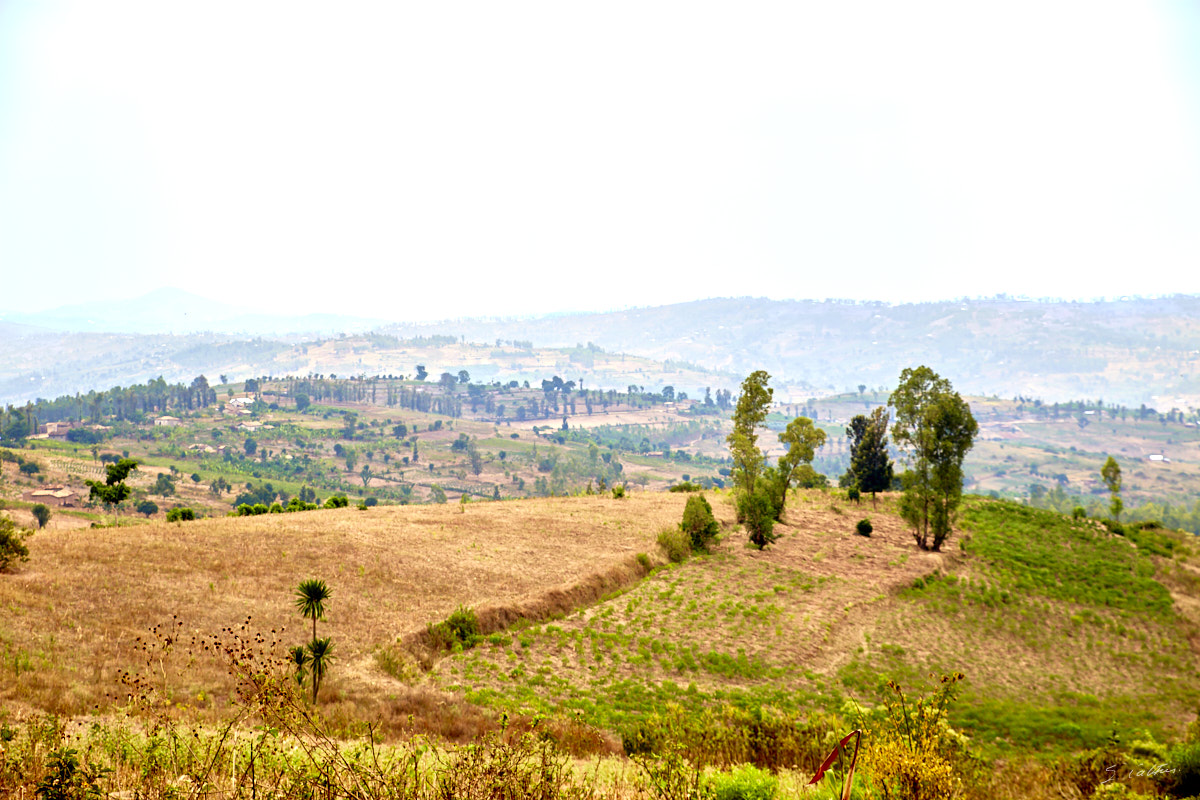 © All Rights Reserved - 2019-08-23 12:15:17 f/5 1/640sec ISO-100 56mm - Rwanda, Mugina