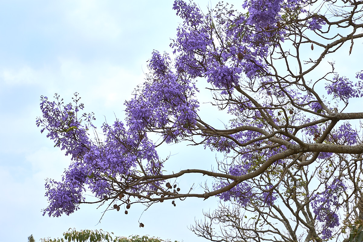 © All Rights Reserved - 2019-08-23 13:56:21 f/16 1/60sec ISO-100 70mm - Rwanda, Muhanga (Gitarama), Jacaranda (arbre)