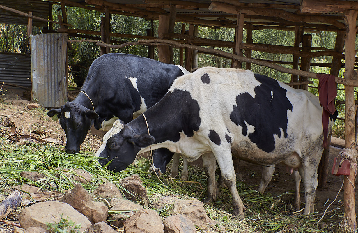 © All Rights Reserved - 2019-08-26 11:29:05 - f/8 1/80sec ISO-160 56mm - Rwanda, Kigali rural