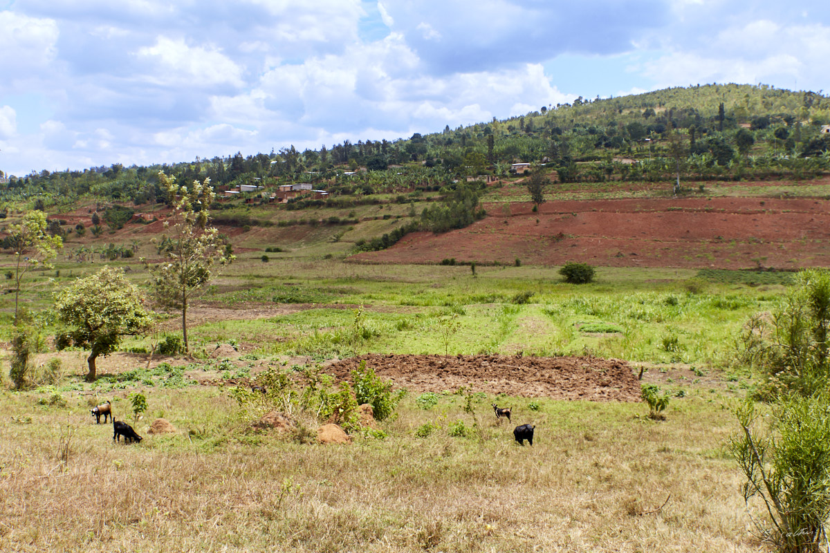 © All Rights Reserved - 2019-08-26 11:32:04 - f/8 1/320sec ISO-160 33mm - Rwanda, Kigali rural