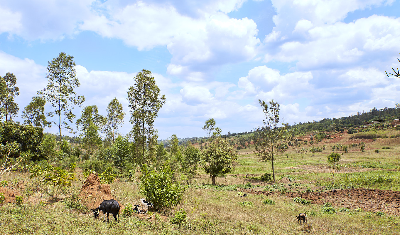 © All Rights Reserved - 2019-08-26 11:32:48 - f/8 1/320sec ISO-160 24mm - Rwanda, Kigali rural