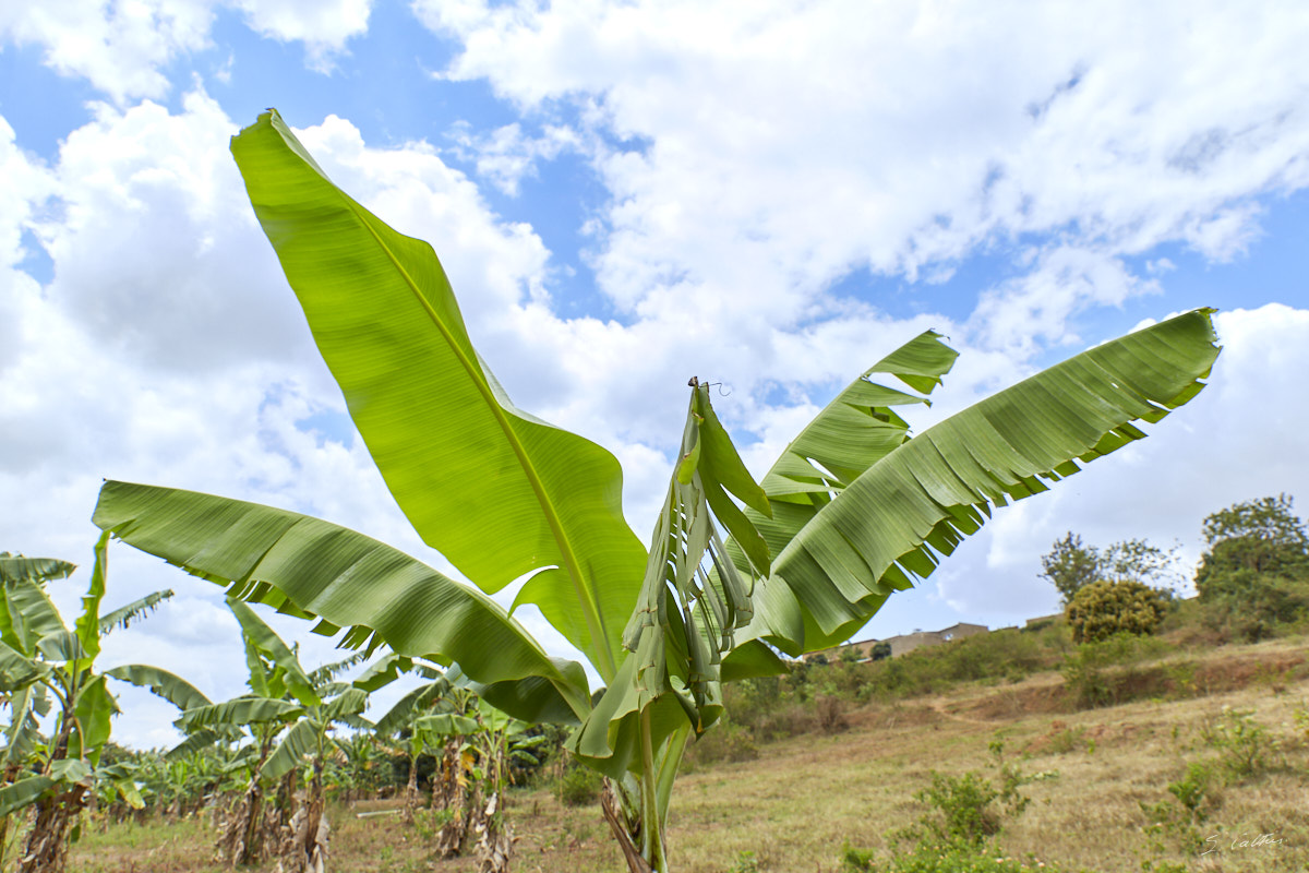 © All Rights Reserved - 2019-08-26 11:35:13 - f/8 1/320sec ISO-160 24mm - Rwanda, Kigali rural