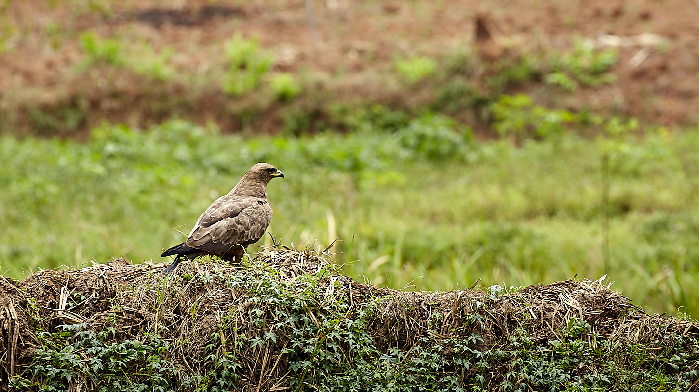 © All Rights Reserved - 2019-08-26 11:37:41 - f/8 1/100sec ISO-160 400mm - Rwanda, Kigali rural