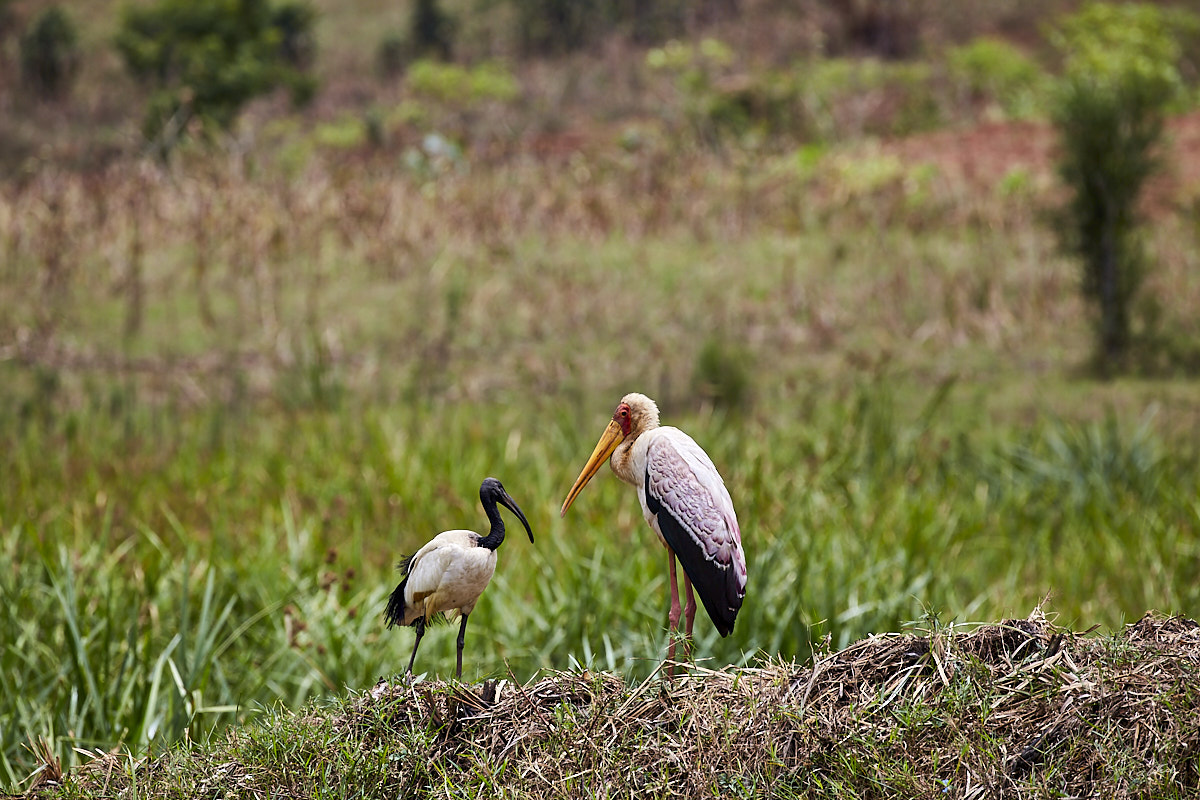 © All Rights Reserved - 2019-08-26 11:38:50 - f/8 1/400sec ISO-160 400mm - Rwanda, Kigali rural