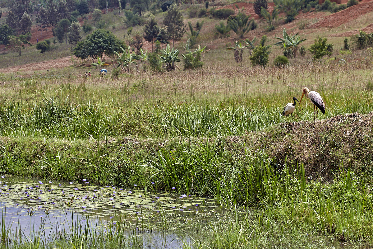 © All Rights Reserved - 2019-08-26 11:39:24 - f/8 1/500sec ISO-160 142mm - Rwanda, Kigali rural