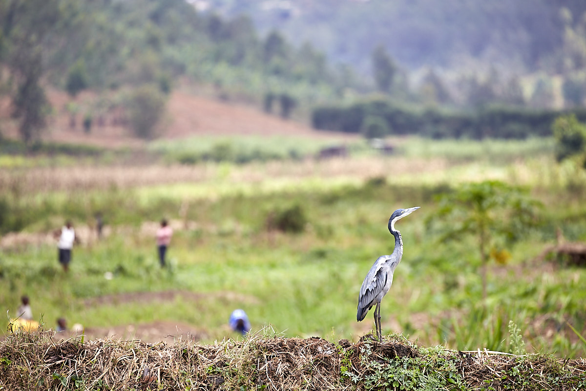 © All Rights Reserved - 2019-08-26 11:40:39 - f/5.6 1/400sec ISO-160 400mm - Rwanda, Kigali rural