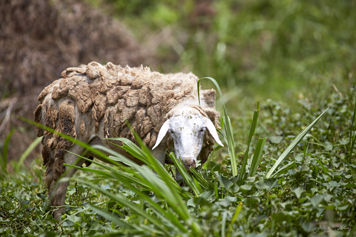 © All Rights Reserved - 2019-08-26 11:45:53 - f/5.6 1/1250sec ISO-160 400mm - Rwanda, Kigali rural