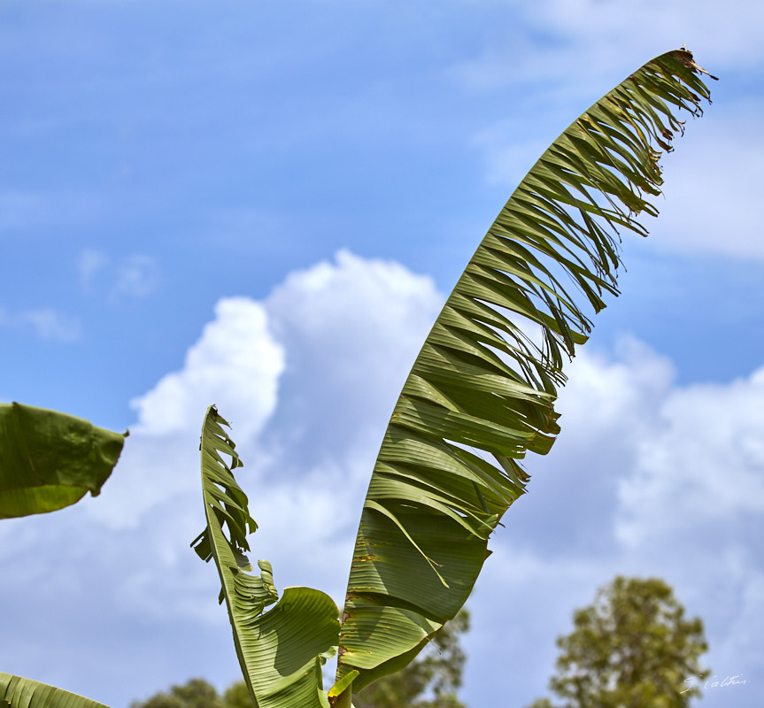 © All Rights Reserved - 2019-08-26 11:48:18 - f/5.6 1/1600sec ISO-160 135mm - Rwanda, Kigali rural