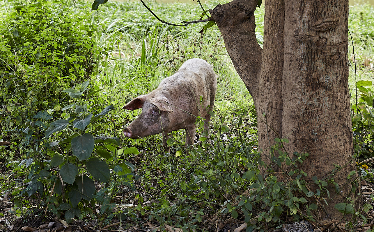 © All Rights Reserved - 2019-08-26 11:52:58 - f/5.6 1/100sec ISO-160 70mm - Rwanda, Kigali rural