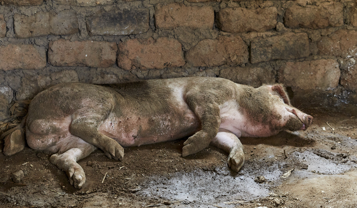 © All Rights Reserved - 2019-08-26 11:55:35 - f/3.2 1/125sec ISO-2500 67mm - Rwanda, Kigali rural