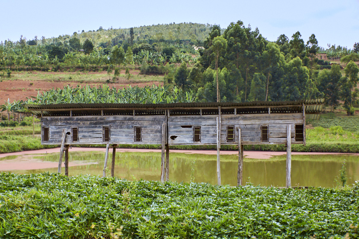 © All Rights Reserved - 2019-08-26 11:56:53 - f/3.2 1/4000sec ISO-2500 49mm - Rwanda, Kigali rural