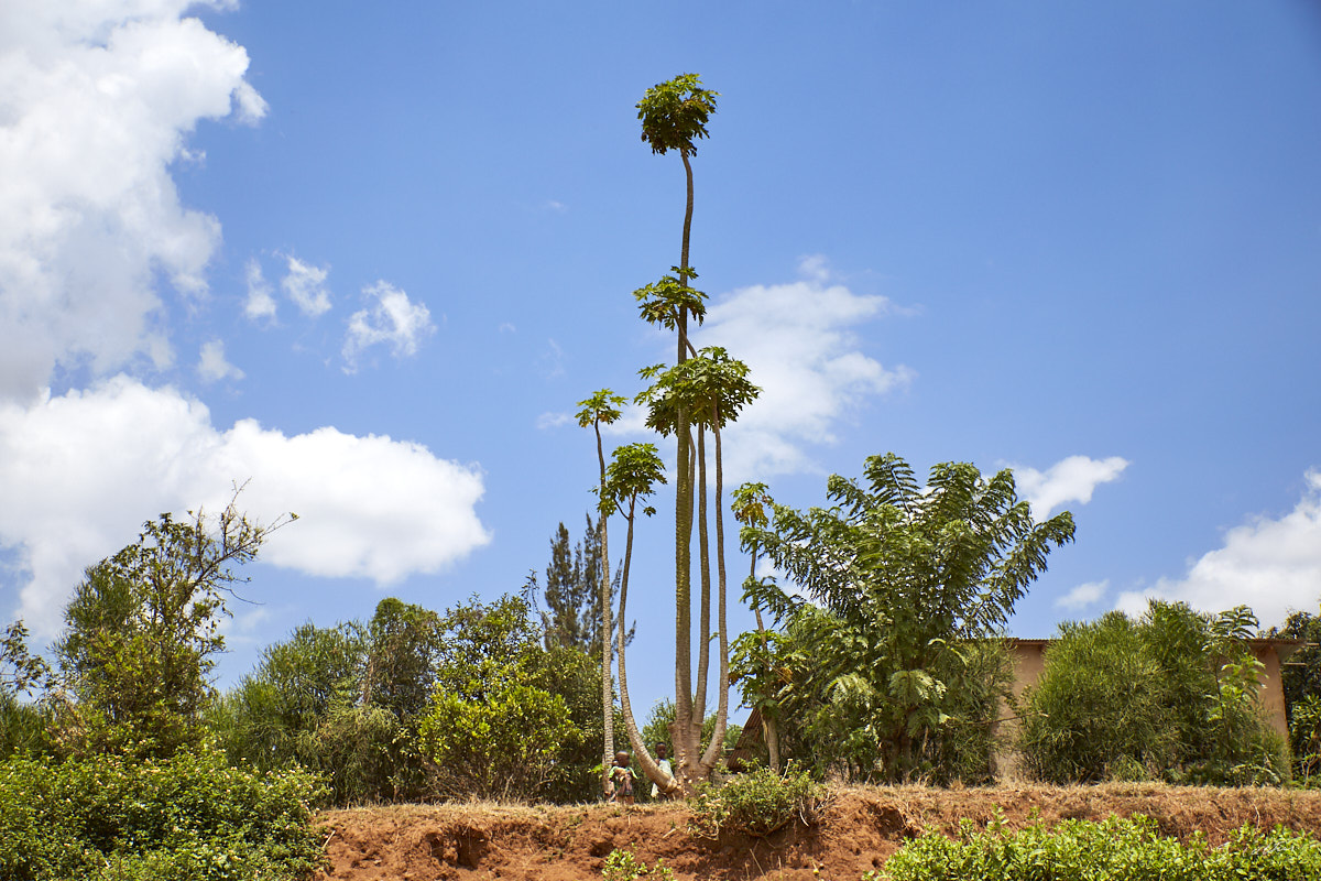 © All Rights Reserved - 2019-08-26 12:08:58 - f/8 1/800sec ISO-160 58mm - Rwanda, Kigali rural