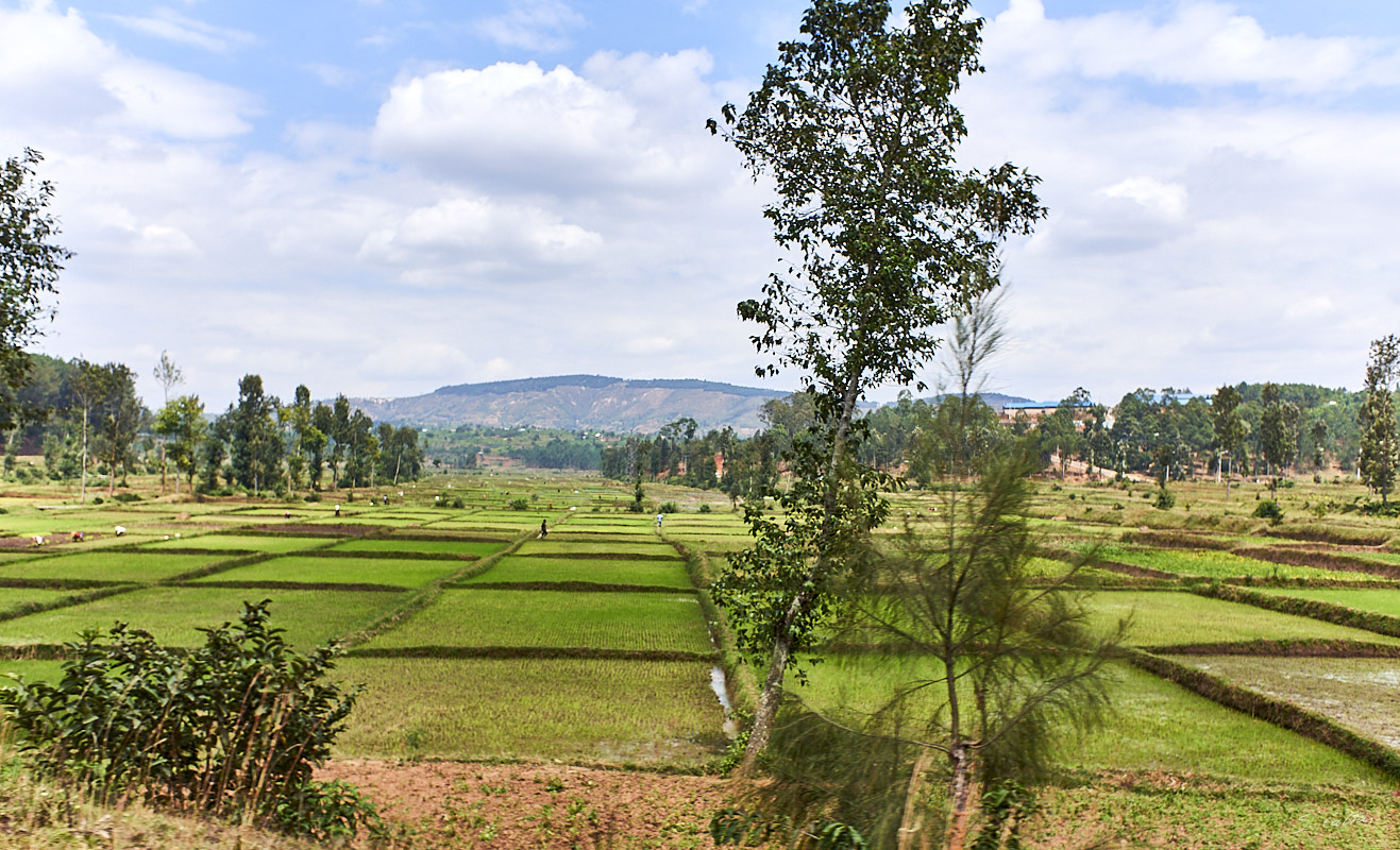 © All Rights Reserved - 2019-08-27 09:47:15 f/4.5 1/1000sec ISO-200 18.5mm - Rwanda, route Kigali-Huye (Butare)