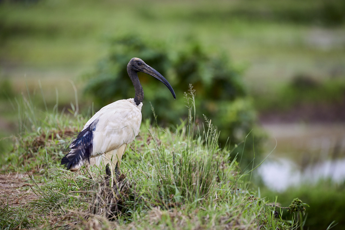 © All Rights Reserved - 2022-11-27 10:32:07 f/5.6 1/800sec ISO-500 400mm - Rwanda, Kigali rural