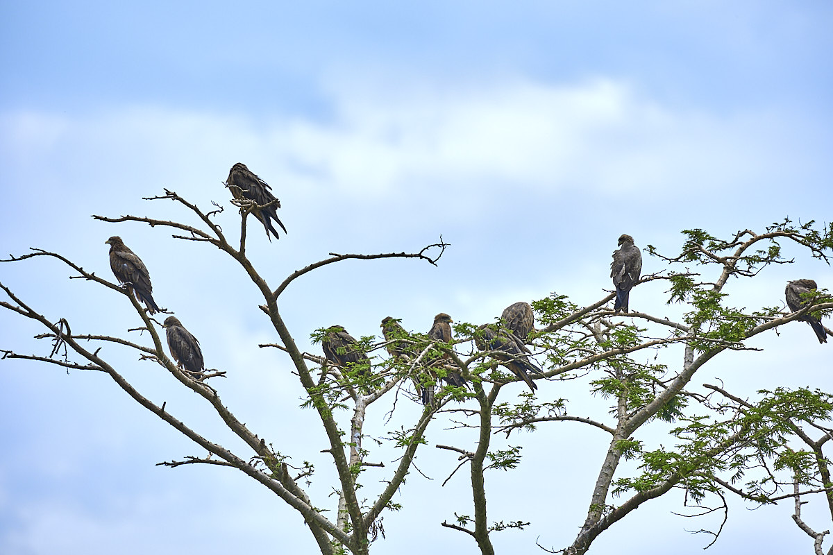 © All Rights Reserved - 2022-11-29 08:35:44 - f/5.6 1/800sec ISO-160 400mm - Rwanda, Kigali, Kigali, parc écologique