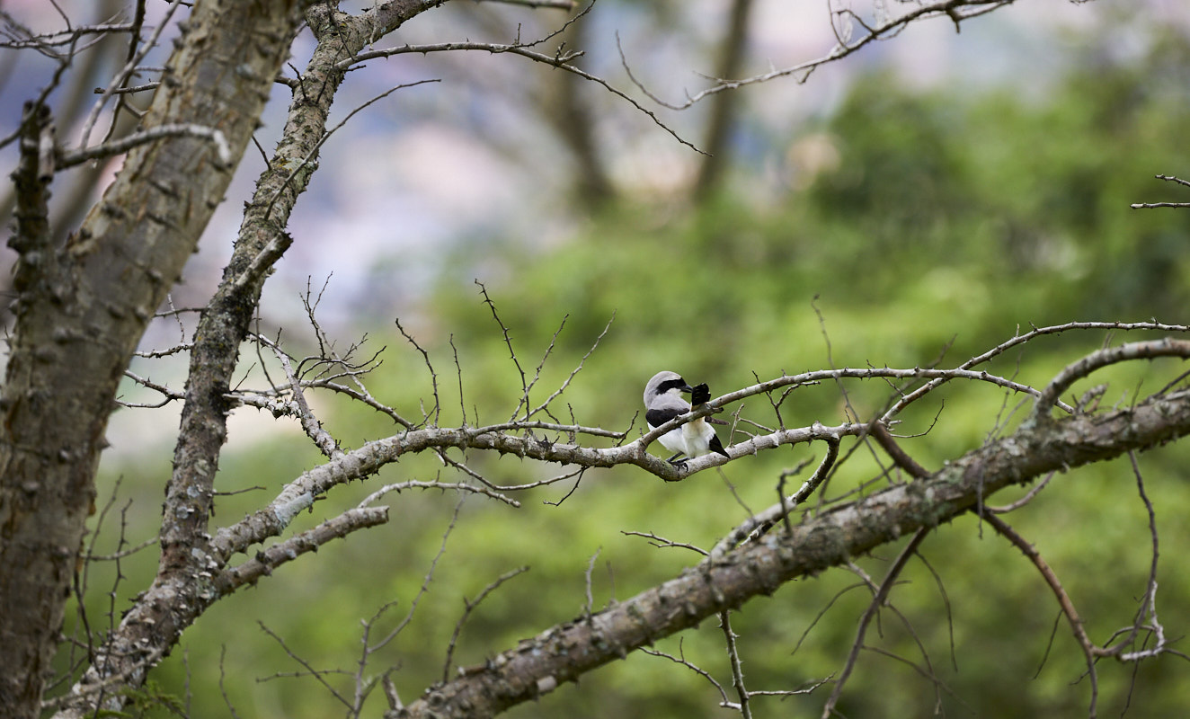 © All Rights Reserved - 2022-11-29 09:35:16 - f/6.3 1/800sec ISO-400 400mm - Rwanda, Kigali, parc écologique