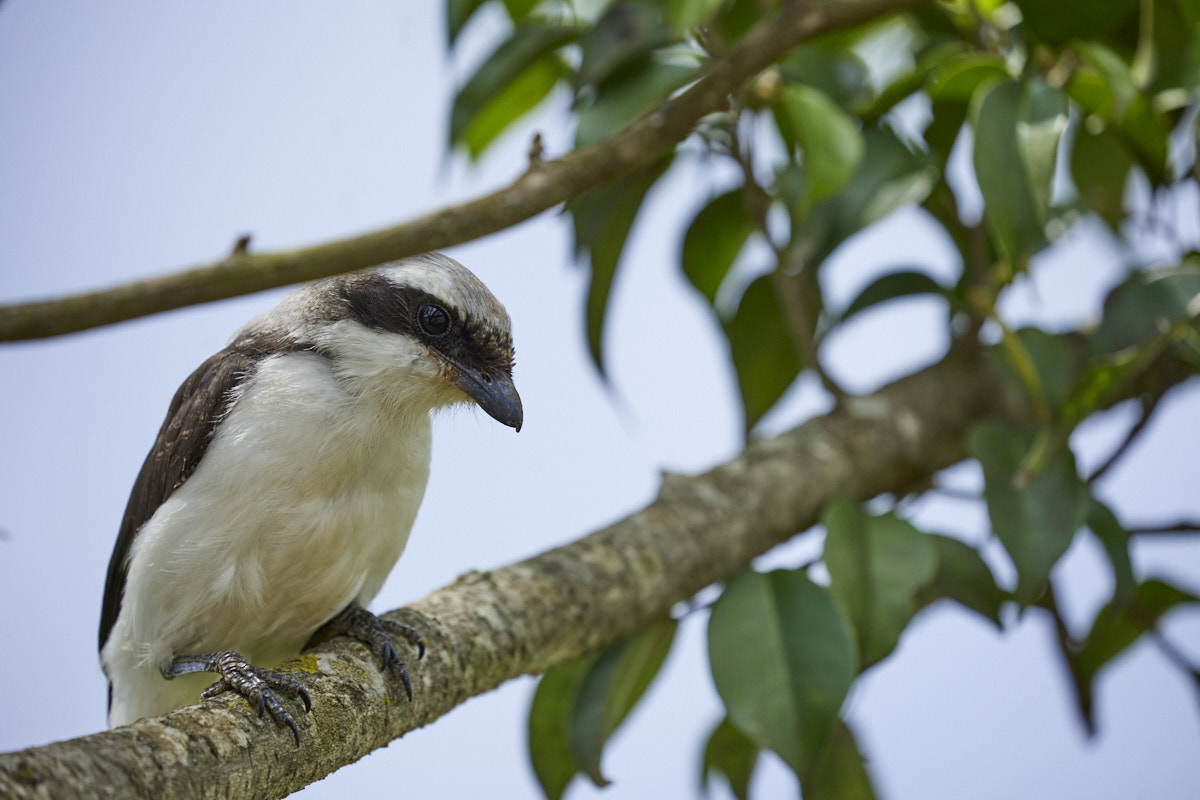 © All Rights Reserved - 2022-11-29 09:38:53 - f/6.3 1/1000sec ISO-320 400mm - Rwanda, Kigali, parc écologique