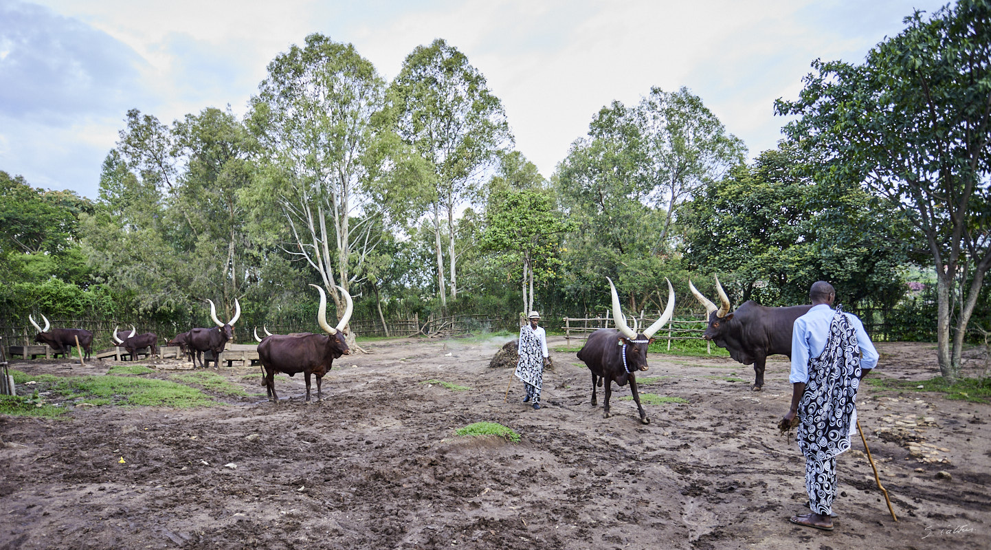 © All Rights Reserved - 2022-12-05 13:11:01 - f/4 1/320sec ISO-320 21mm - Rwanda, Nyanza, ancienne capitale royale