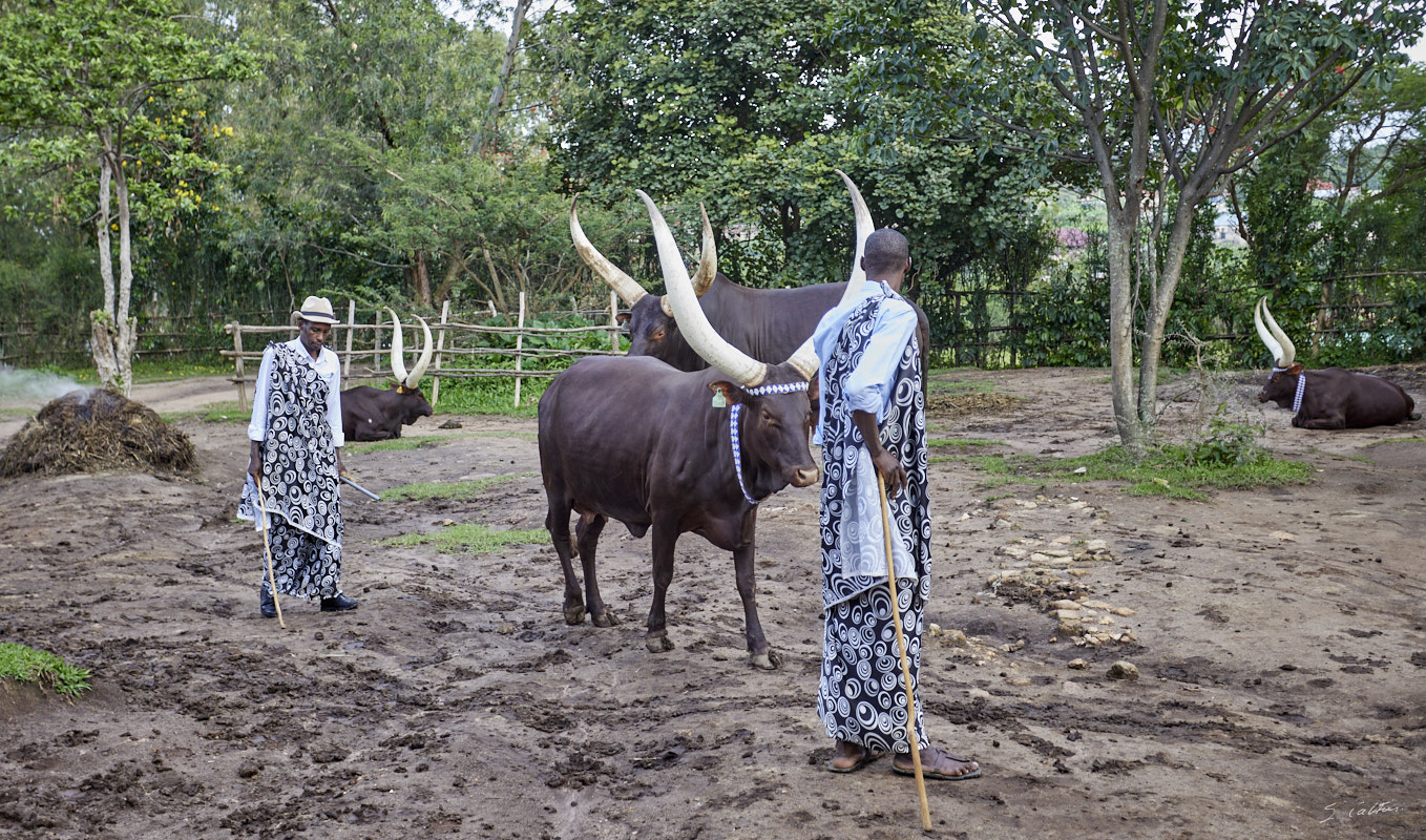 © All Rights Reserved - 2022-12-05 13:11:04 - f/4 1/320sec ISO-640 40mm - Rwanda, Nyanza, ancienne capitale royale