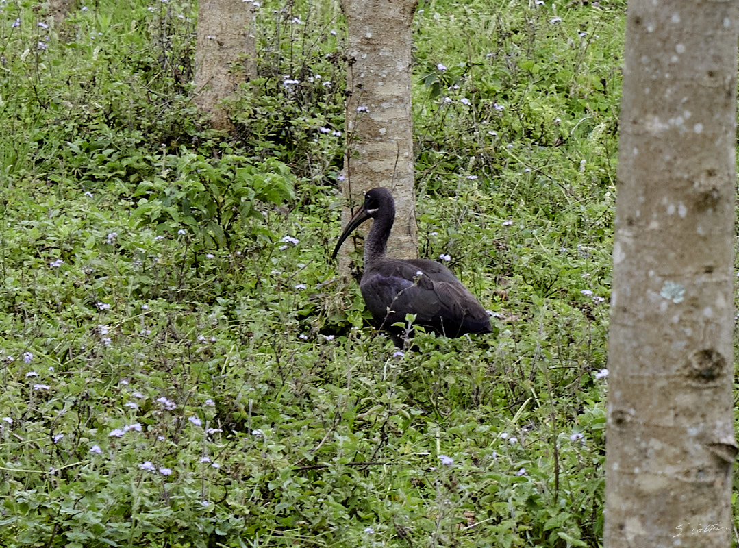 © All Rights Reserved - 2022-12-08 09:38:12 - f/8 1/160sec ISO-800 70mm - Rwanda, Nyundo