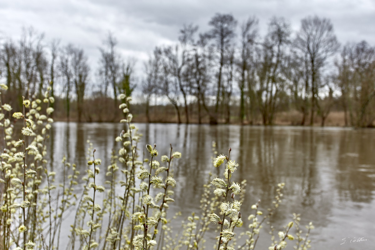 © All Rights Reserved - 2019-03-17 16:37:38 f/5 1/50sec ISO-160 32mm - France, Alsace, La Wantzenau