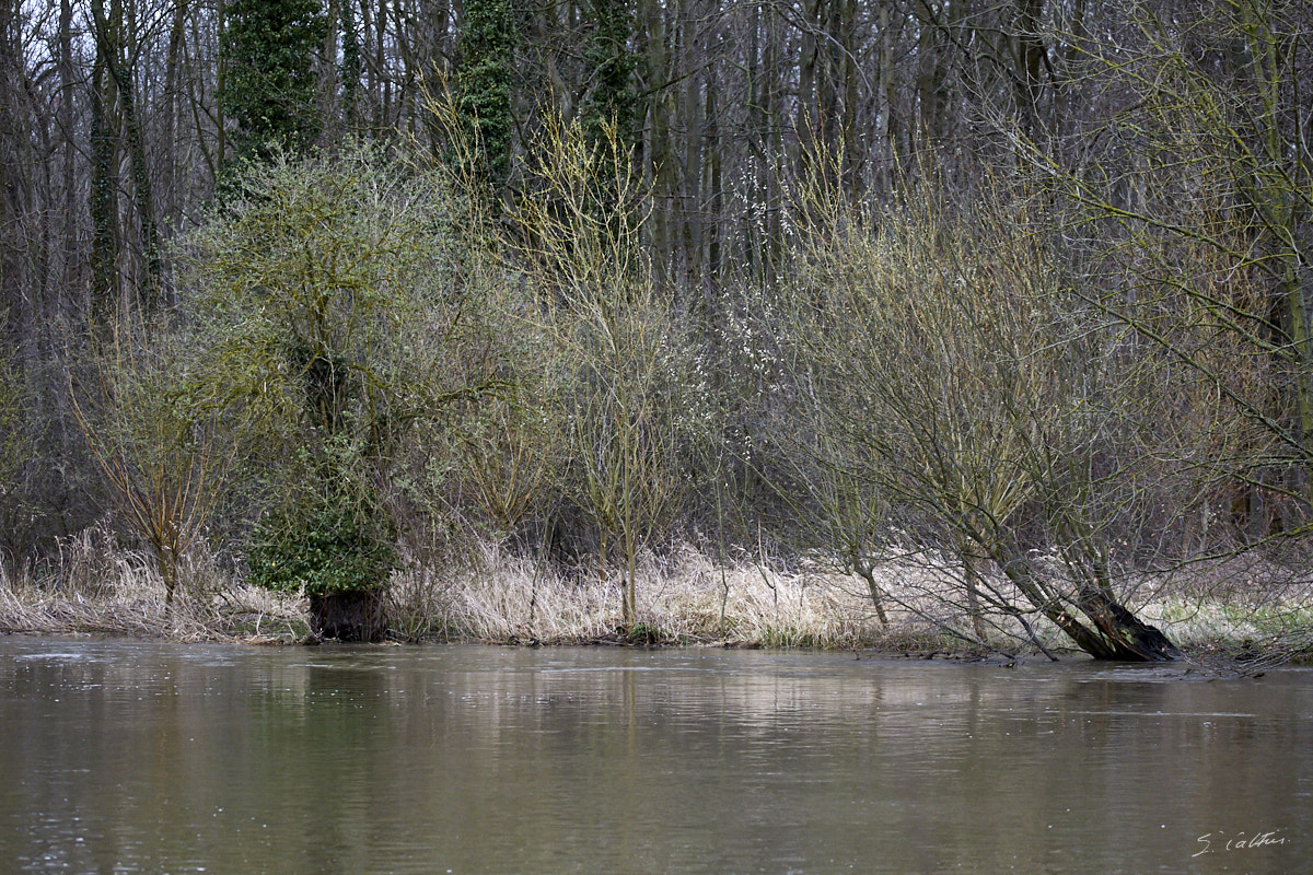 © All Rights Reserved - 2019-03-17 16:48:03 f/5 1/250sec ISO-2500 153mm - France, Alsace, La Wantzenau