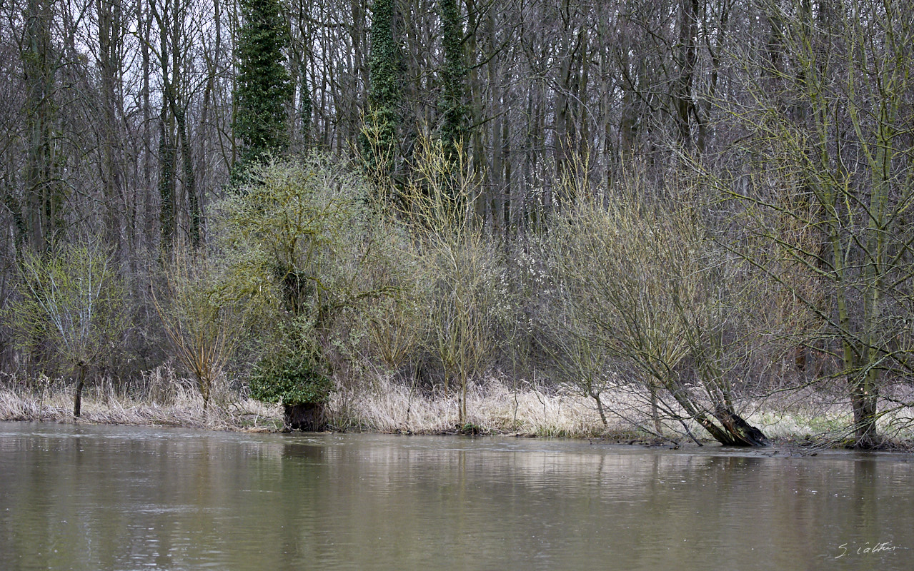 © All Rights Reserved - 2019-03-17 16:48:46 f/5 1/200sec ISO-2500 124mm - France, Alsace, La Wantzenau