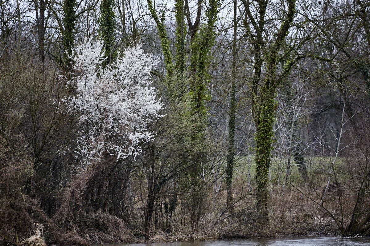 © All Rights Reserved - 2019-03-17 16:52:14 f/5 1/320sec ISO-2500 248mm - France, Alsace, La Wantzenau