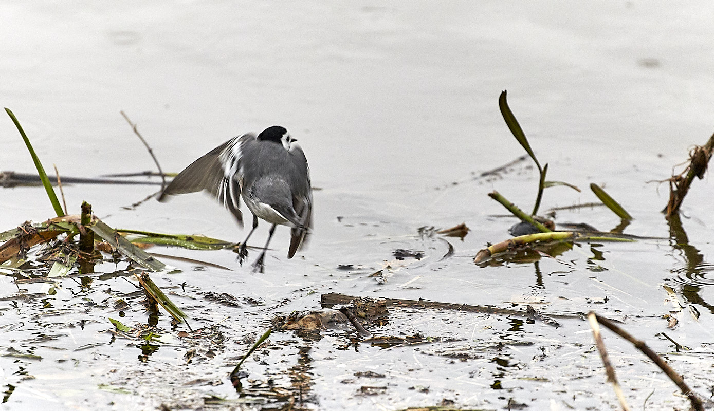 © All Rights Reserved - 2019-03-17 16:57:46 f/5.6 1/400sec ISO-2500 400mm - France, Alsace, La Wantzenau