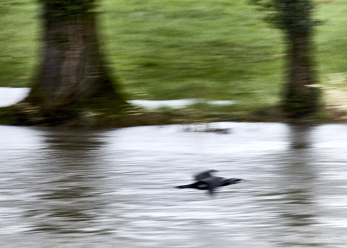 © All Rights Reserved - 2019-03-17 17:01:15 f/5.6 1/125sec ISO-2500 400mm - France, Alsace, La Wantzenau