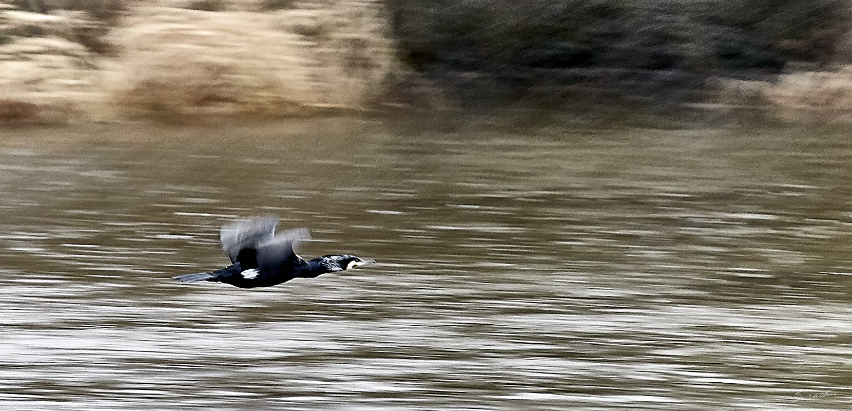 © All Rights Reserved - 2019-03-17 17:01:16 f/5.6 1/100sec ISO-2500 400mm - France, Alsace, La Wantzenau