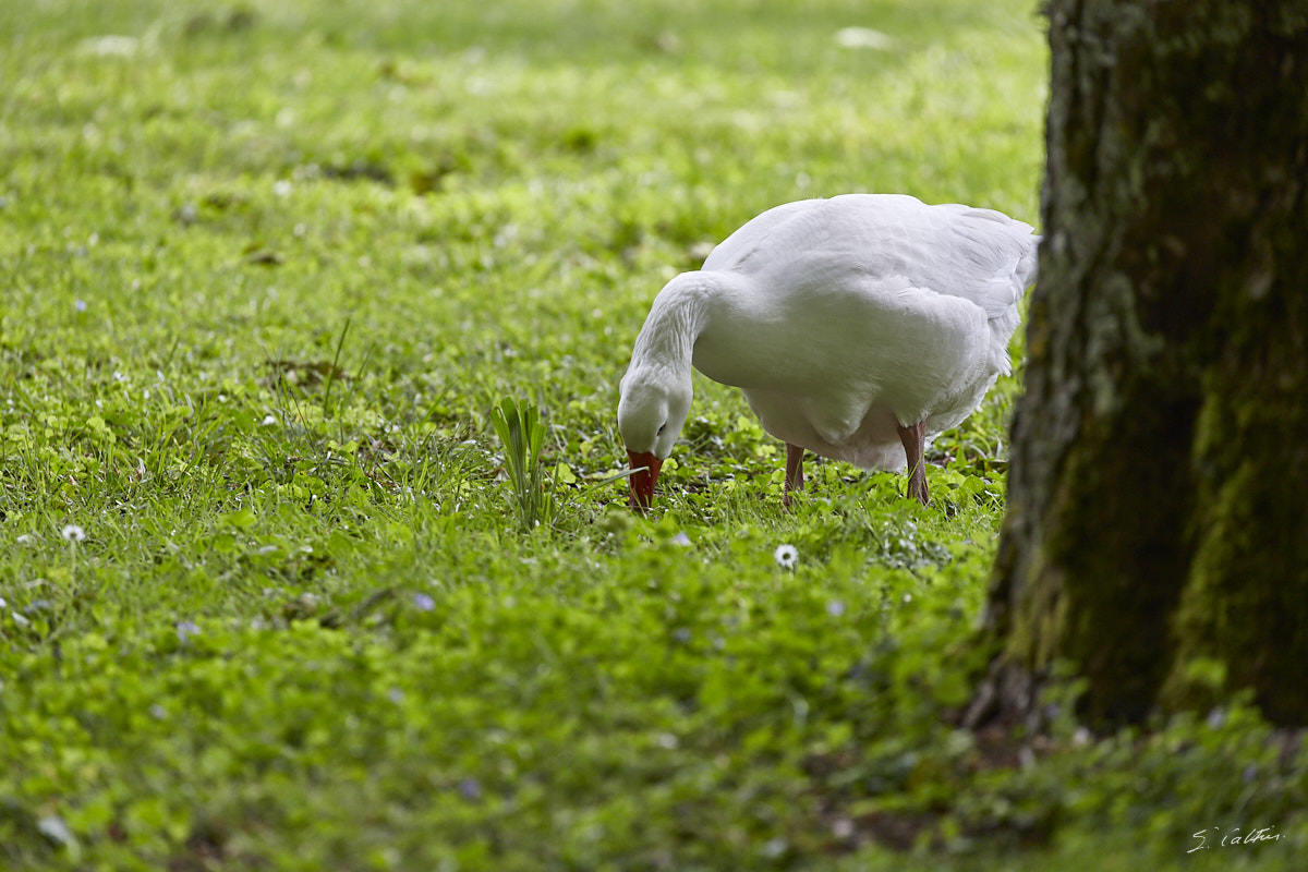 © All Rights Reserved - 2019-05-18 12:32:17 f/5.6 1/400sec ISO-320 400mm - France, Bourgogne, Ancy-le-Franc