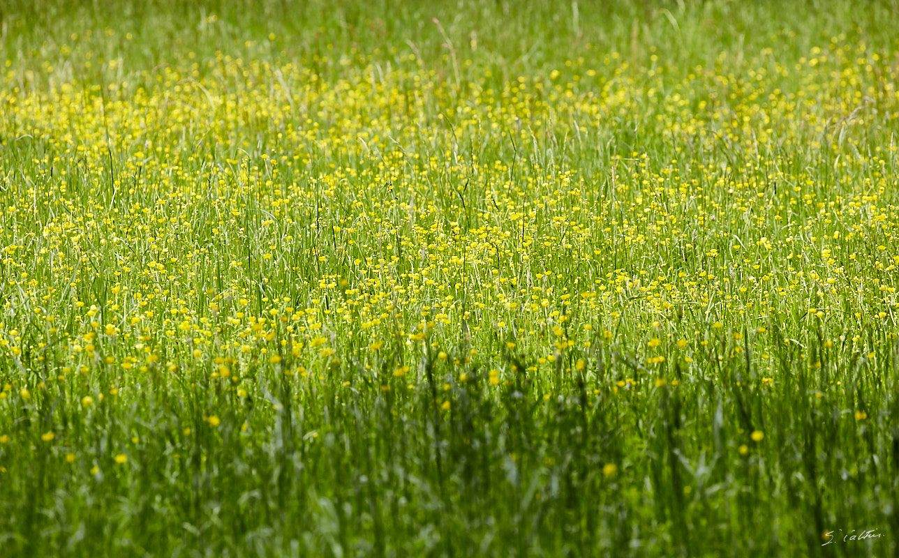 © All Rights Reserved - 2019-05-18 12:34:40 f/10 1/320sec ISO-320 400mm - France, Bourgogne, Ancy-le-Franc