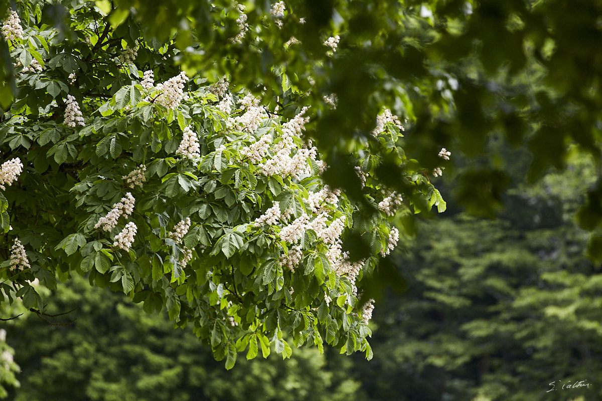 © All Rights Reserved - 2019-05-18 12:35:11 f/7.1 1/500sec ISO-320 400mm - France, Bourgogne, Ancy-le-Franc