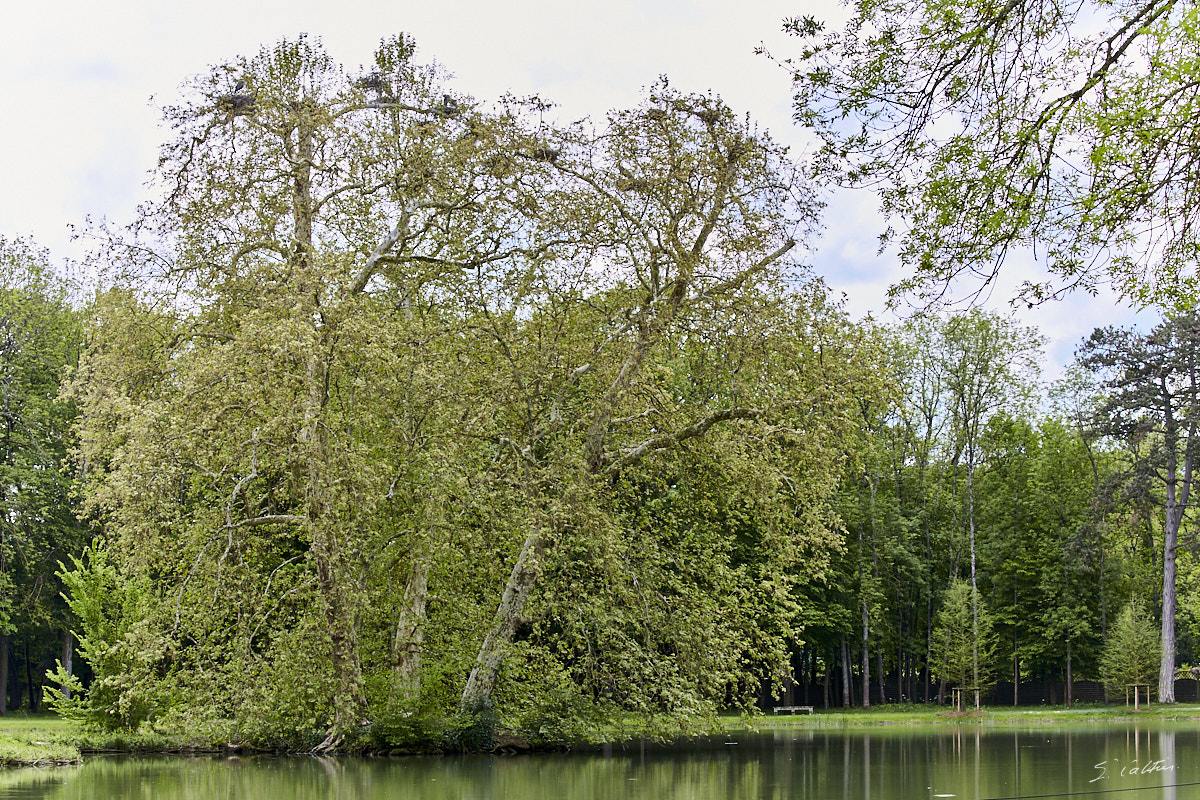 © All Rights Reserved - 2019-05-18 12:39:23 f/9 1/320sec ISO-320 100mm - France, Bourgogne, Ancy-le-Franc