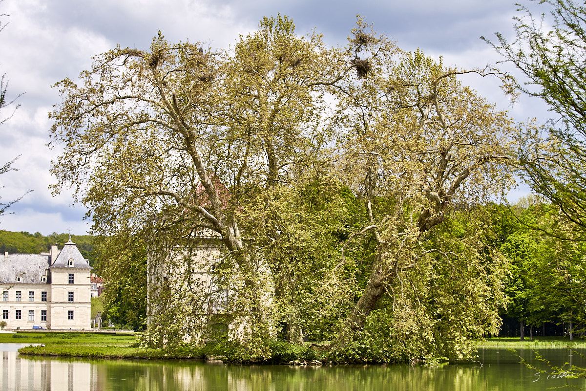 © All Rights Reserved - 2019-05-18 12:46:28 f/13 1/100sec ISO-100 100mm - France, Bourgogne, Ancy-le-Franc